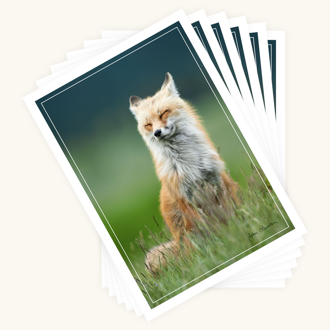 6-pack of fox greeting cards of A Moment of Peace