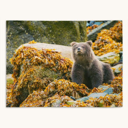 Placemat - Beachcomber