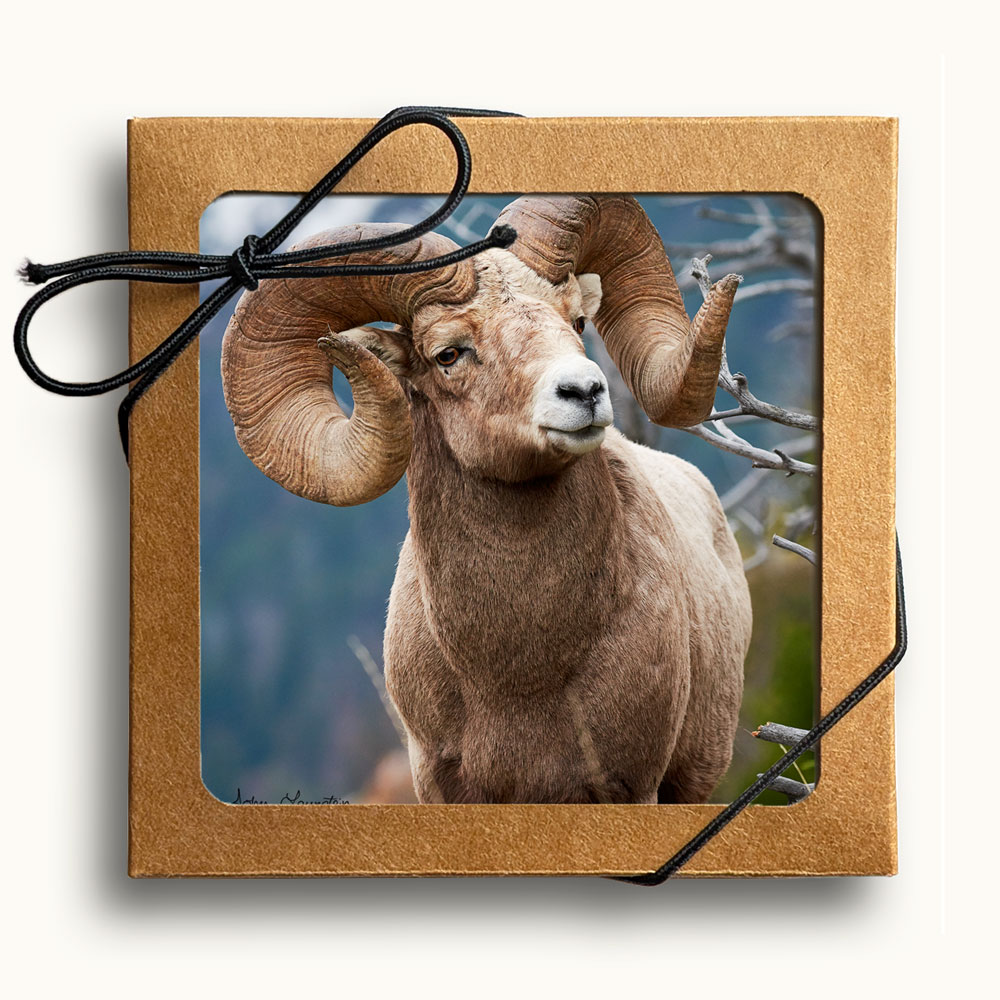 Top view of set of four Rocky Mountain Bighorn Sheep coasters in presentation box