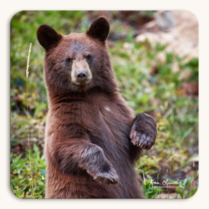 Coaster of a cute, young brown-phase black bear standing with eye-contact