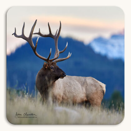 Coaster of a trophy Bull Elk (wapiti) in the Canadian Rocky Mountains with sunset tones in the sky