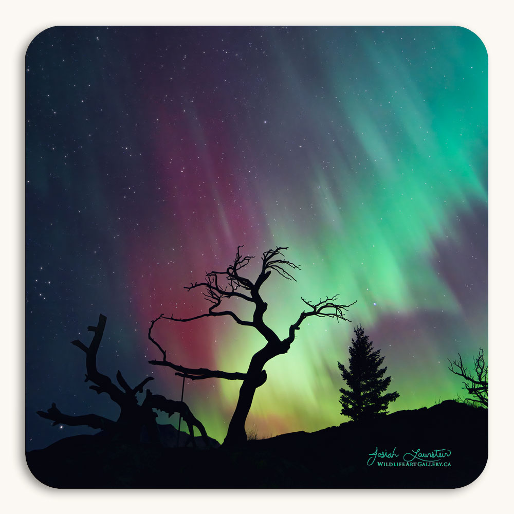 Coaster of the aurora borealis (northern lights) above the Burmis Tree in the Crowsnest Pass, Alberta