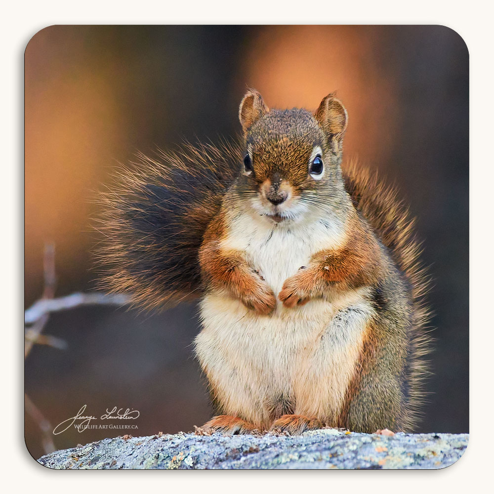 Coaster of a Red Squirrel in its forest home in golden evening light