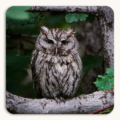 Coaster of a female Western Screech Owl perched on a branch in a dark forest