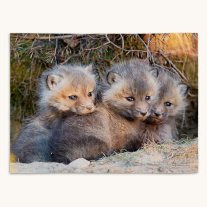 Placemat - Fox Kit Trio