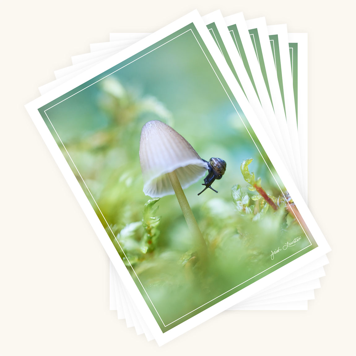 Greeting Card 6-pack - A Hidden World
