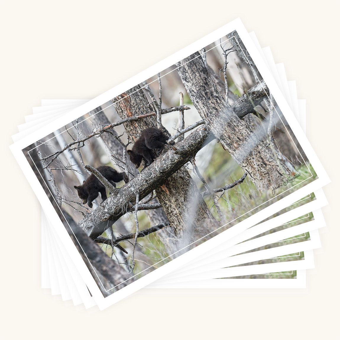 Greeting Card 6-pack - Follow the Leader