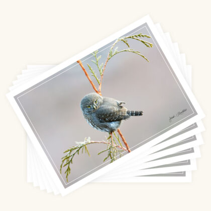 Greeting Card 6-pack - Little Hunter