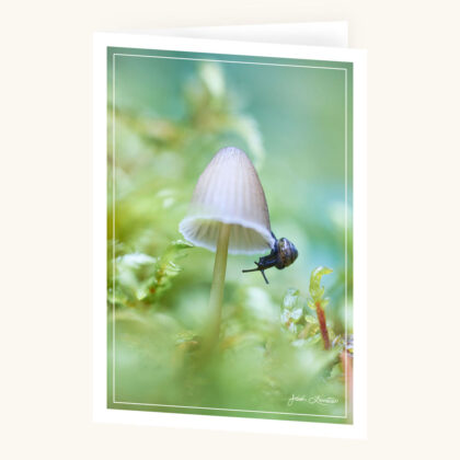 Greeting Card - A Hidden World