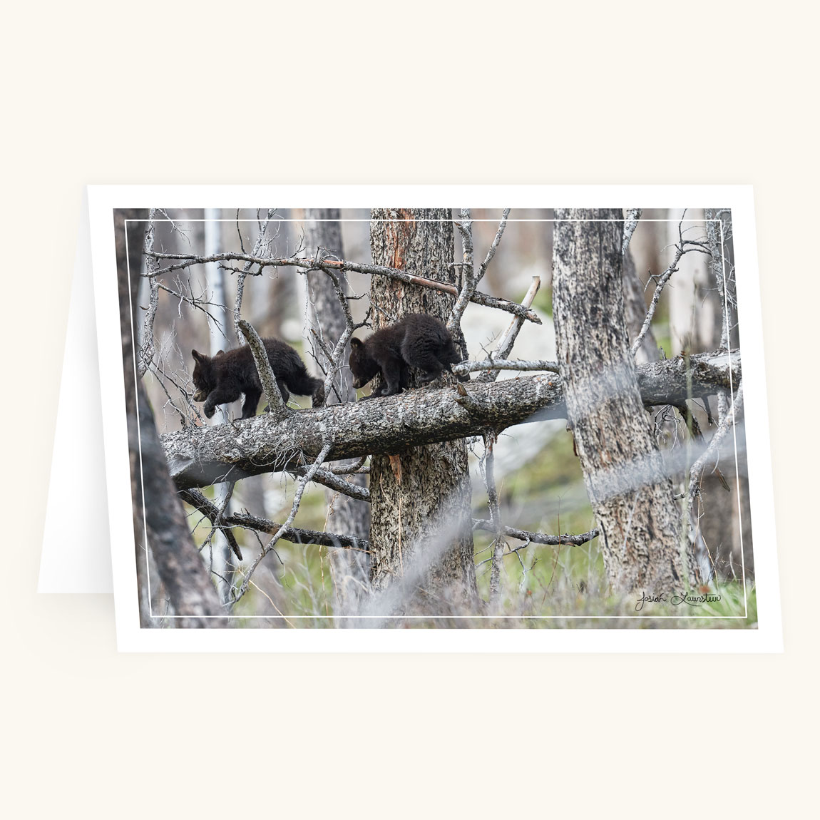 Greeting Card 6-pack - Follow the Leader - Image 2