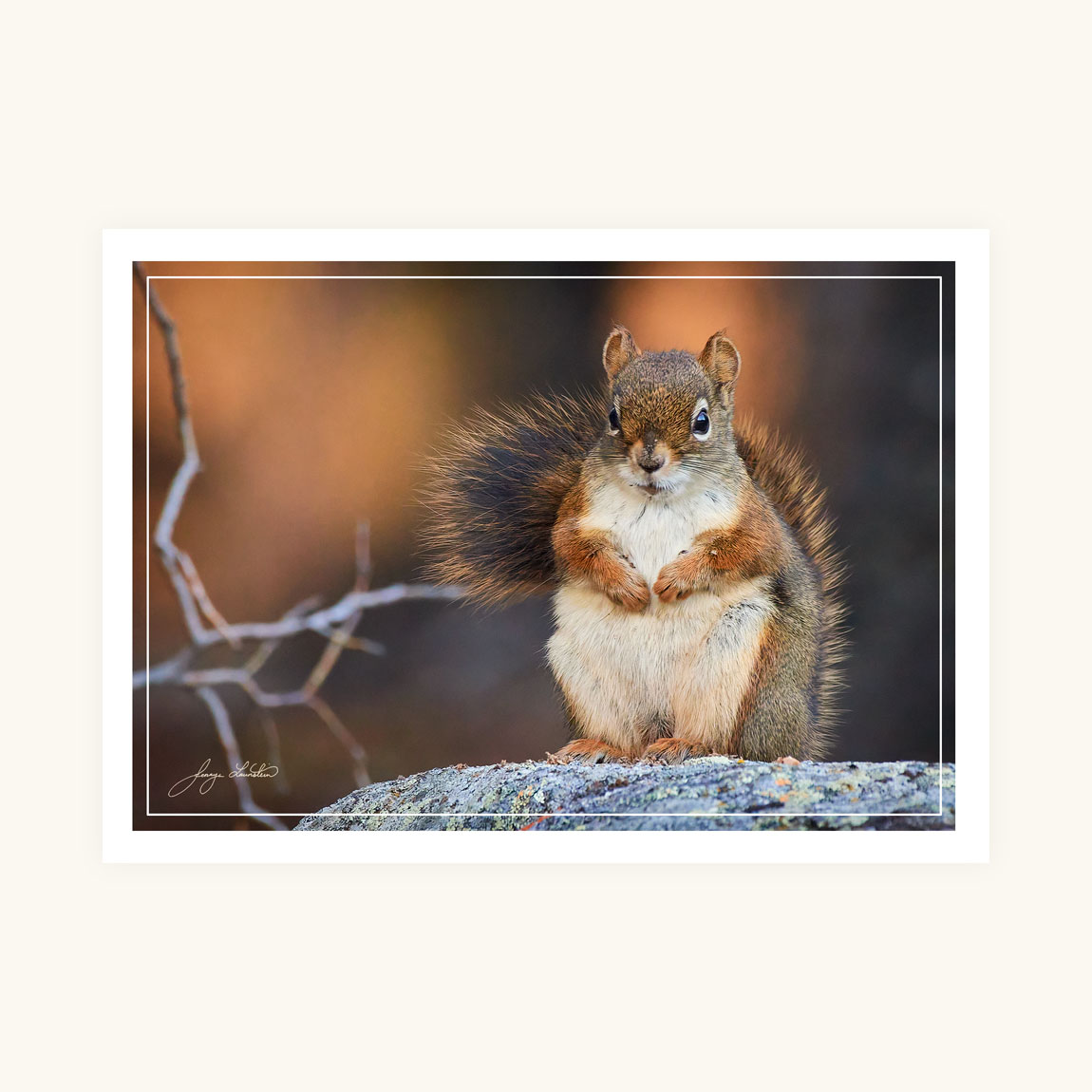 Greeting Card - Forest Friend - Image 2
