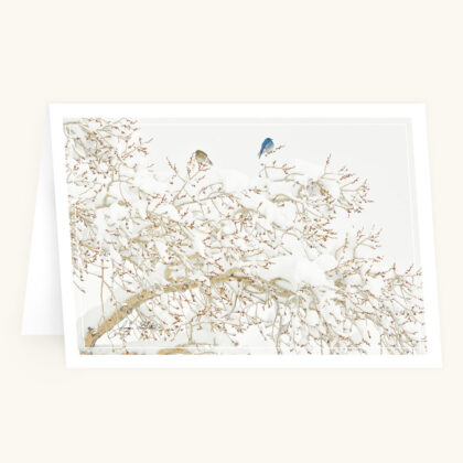 Greeting Card - Winter Blues