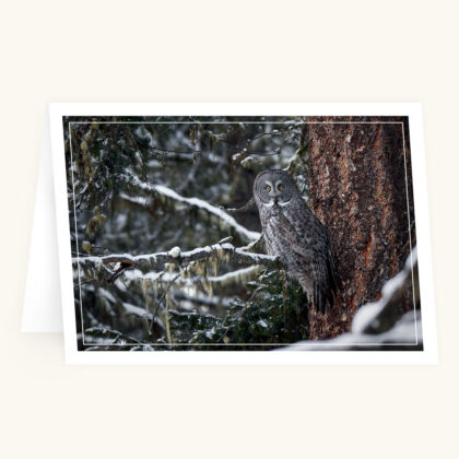 Greeting Card - Winter Ghost