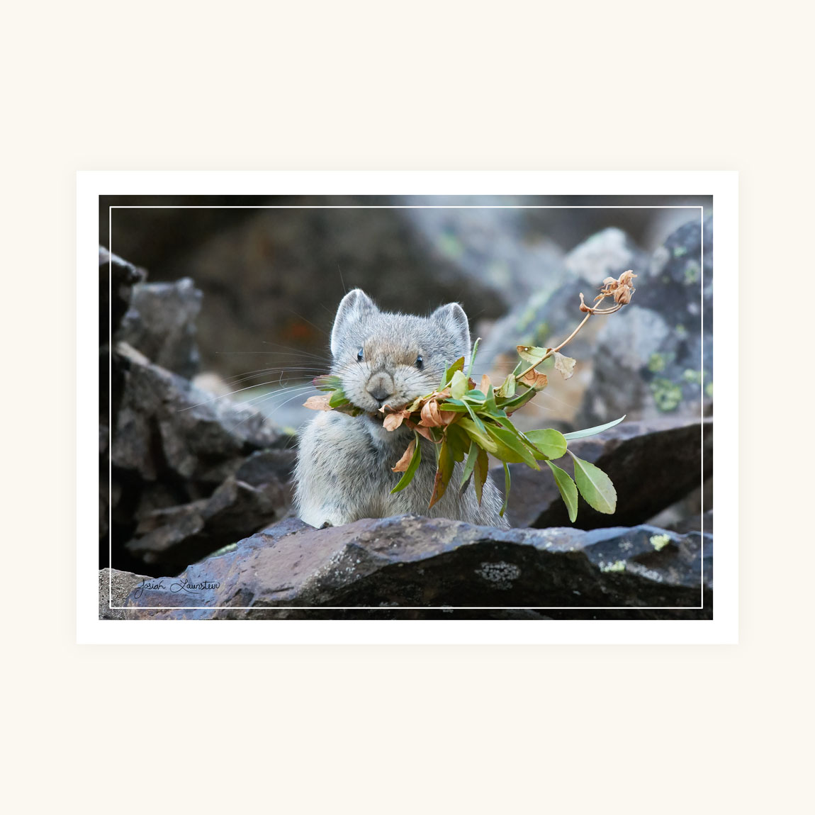 Greeting Card - Winter is Coming - Image 2