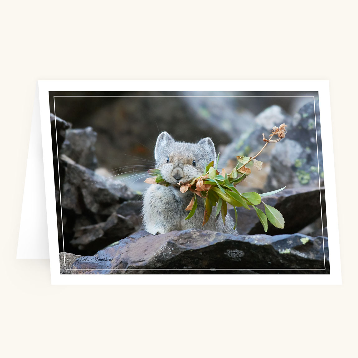 Greeting Card - Winter is Coming