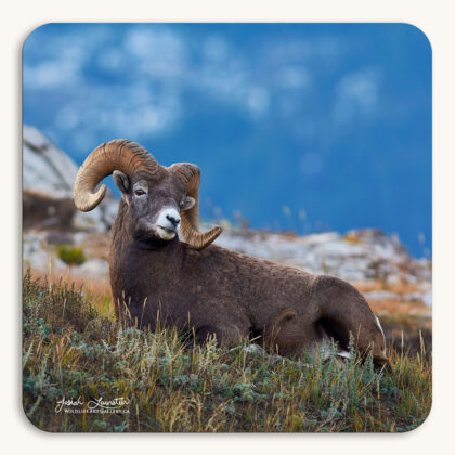 Coaster of a Rocky Mountain Bighorn Sheep ram laying in a mountain meadow in the Canadian Rockies