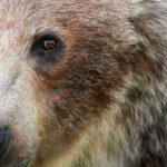 Close-up portrait of the face of a grizzly bear