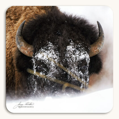 Coaster of a Plains Bison (buffalo) bull with its head covered in snow as it digs for grass after a winter storm