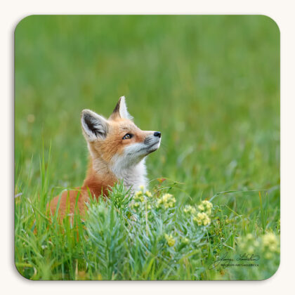 Coaster of a young Red Fox kit sitting in the flowers and grass as it watches a bumblebee in the Canadian Rockies