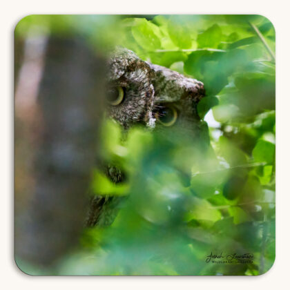 Coaster of a pair of male and female Western Screech Owls perched so close beside each other it appears they are one owl