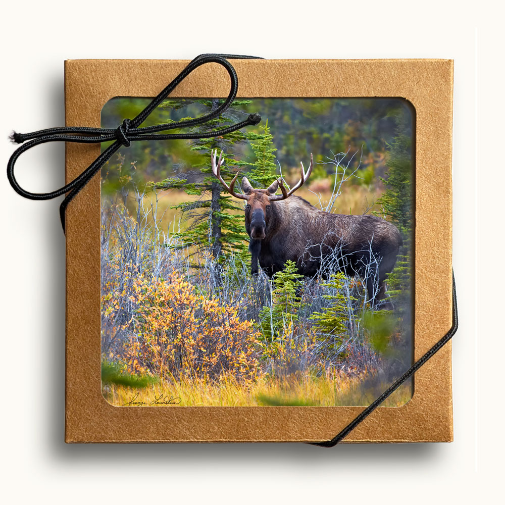 Top view of set of four moose coasters in gift box