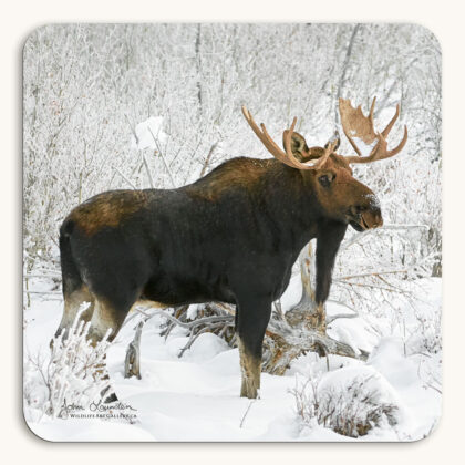 Coaster of a bull moose with a long dewlap (bell) in the snow