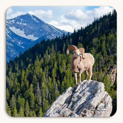 Coaster of a Rocky Mountain Bighorn Sheep ram standing on a rock outcrop in the Canadian Rockies in Waterton Lakes National Park