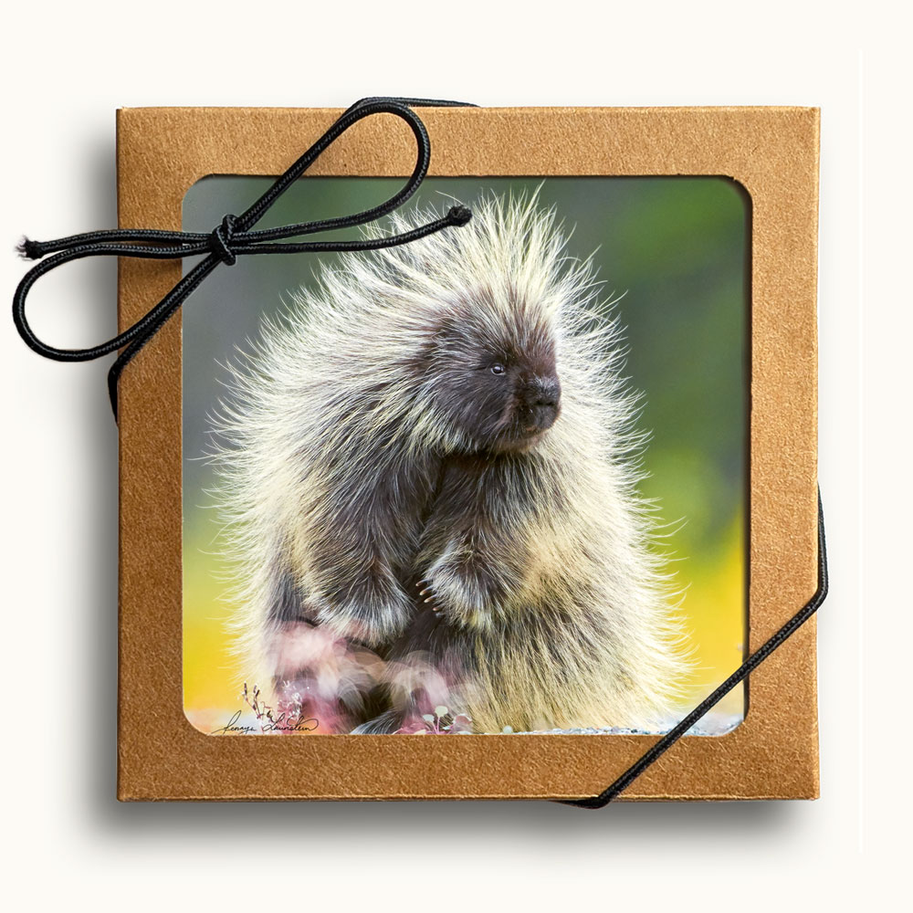 Top view of set of four assorted animal coasters in presentation box