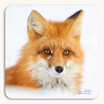 High-key coaster of a portrait of beautiful Red Fox with snowflakes on its face