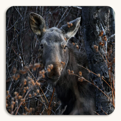 Coaster of a young moose calf posing amidst the branches and burdock of its forest home