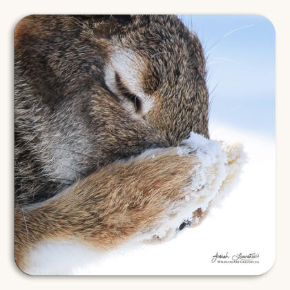 Coaster of a young White-tailed Jackrabbit grooming itself in the snow, appearing as though it is praying
