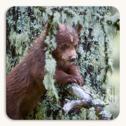 Coaster of a very young brown-phase Black Bear cub playing in the branches of a mossy tree in Waterton Lakes National Park