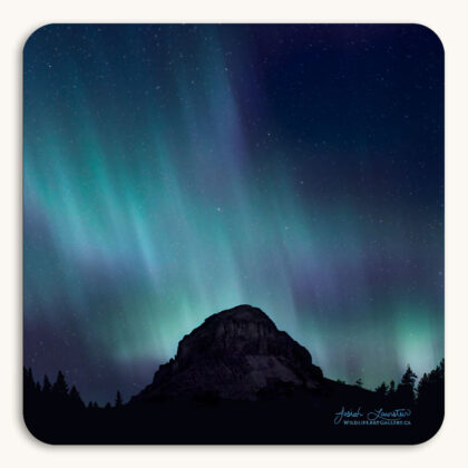 Coaster of the aurora (Northern Lights) over Crowsnest Mountain with a star-filled sky