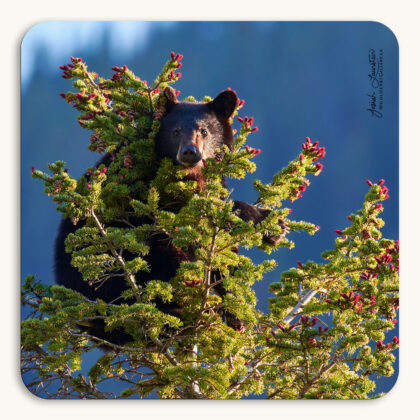 Coaster of a second-year Black Bear cub at the top of a spruce tree with red candles of new growth against the blue background of the mountain shadows