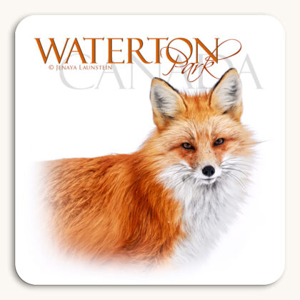 Waterton Park Canada Coaster of a Red Fox portrait photographed against the snow