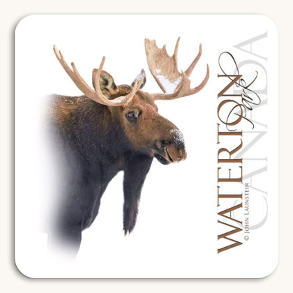 Waterton Park Canada Coaster showing a bull Moose with snow in its antlers