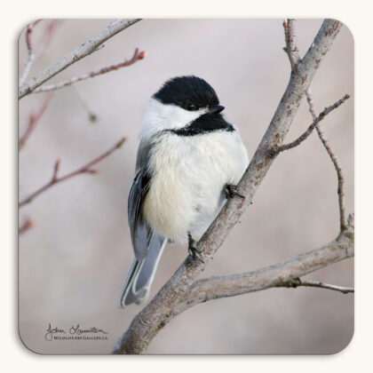 Coaster of a close-up photograph of a Black-capped Chickadee perched on a willow branch