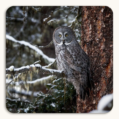 Coaster of a Great Grey Owl perched in a Douglas Fir tree in the snowy forest