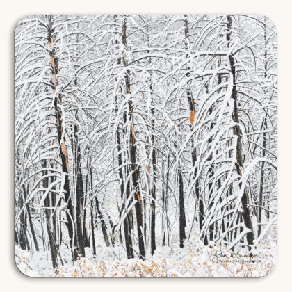 Coaster of burned trees in a snowy forest
