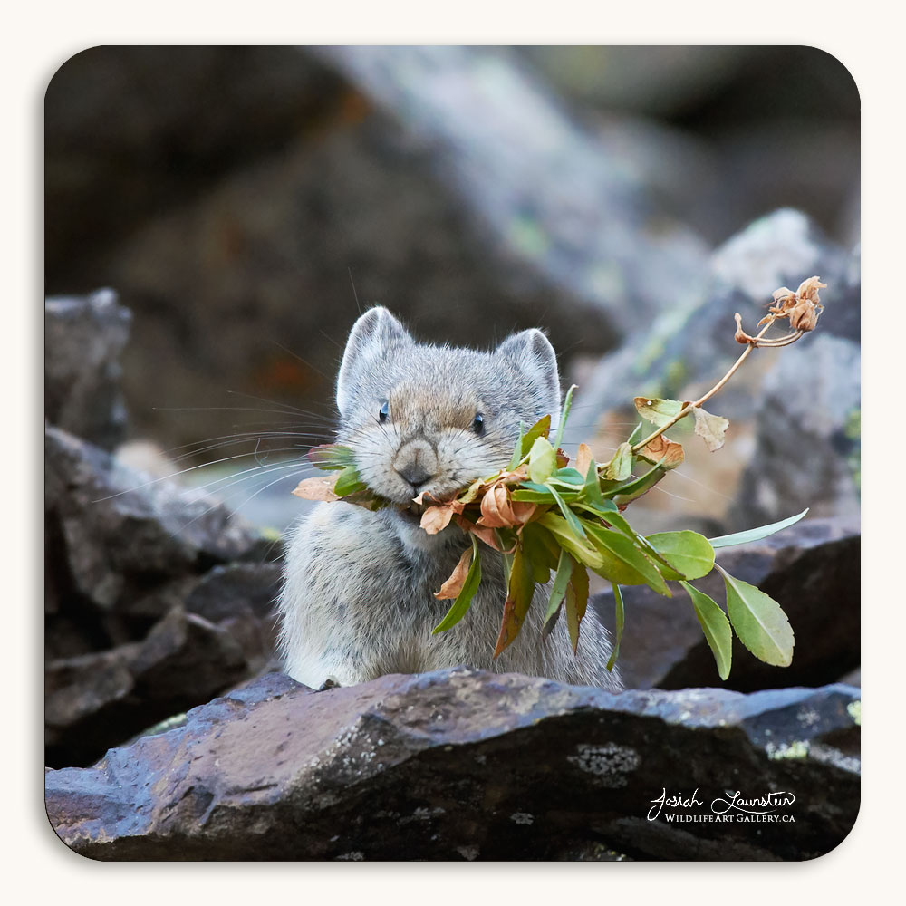 Coaster of an American Pika posing with a mouthful of food