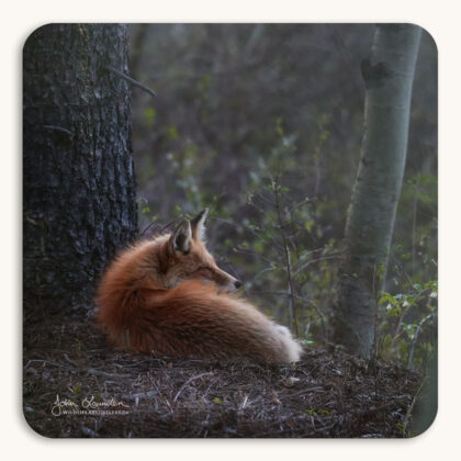 Coaster of a Red Fox vixen napping in the forest in soft evening light