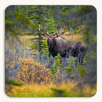 Coaster of a bull Moose making eye contact in the Yukon forest